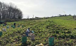 Samsun'un Alaçam ilçesinde 'Bedeş turpu'nun hasadı sürüyor
