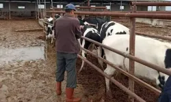 Hatay Genelinde Şap Aşılama Çalışmaları Başlatıldı