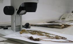 Sapanca Gölü çevresindeki etnobotanik hafıza 112 bitkiyle kayıt altına alındı