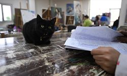 Sevimli kedi 'Şükufe' kursiyerlerin neşe kaynağı oldu