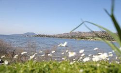 Son yağışlarla su seviyesi yükselen Bafa Gölü'nde balık çoğaldı