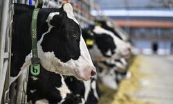 TARIMDA DİJİTAL ÇAĞ - Avrupa'nın en büyük robotlu ve otonom çiftliği hayvancılığı yerli teknolojiyle birleştiriyor