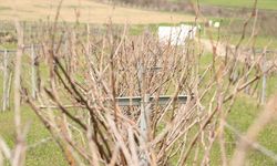 Tescillenen 'Gün Işığı' üzümünün yaygınlaştırılması hedefleniyor