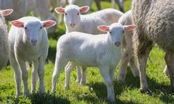 TİGEM'in Karacabey tesislerinde kuzu doğumları yüzde 40'ın üzerinde ikizlik oranıyla sürüyor