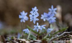 Tunceli'de karların erimesiyle İksor Vadisi'nde mavi kardelenler açtı