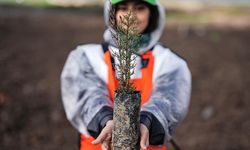 Türkiye'de bu yıl 600 milyon fidanın toprakla buluşturulması hedefleniyor