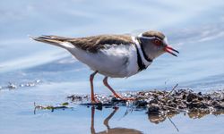 Türkiye'de ilk kez 'takkeli cılıbıt' kuşu, Gaziantep'te görüldü