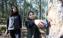 'Türkiye'nin akciğerleri' kadın ormancılara emanet