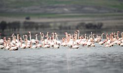Tuzla Palas Gölü'nde yıllar sonra yeniden allı turnaların sesi duyuldu