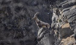 Yaban keçileri Munzur Vadisi'nde yiyecek ararken görüntülendi