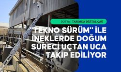 Yapay zeka destekli yerli sistem, buzağı doğumlarında yaşanan kayıpları azaltmayı hedefliyor