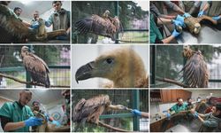 Yaralı bulunan kızıl akbaba Bursa'da yeniden uçmaya hazırlanıyor