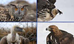 'Yaralı kanatlar' Van'daki merkezde yapılan tedaviyle hayata tutunuyor