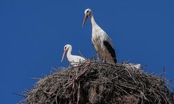 Yaren leylek, eşi Nazlı'ya kavuştu