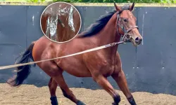 Hipodromdan Tencereye: Mersin Aşevindeki Kavurmadan Yarış Atı Çipi Çıktı