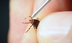 Yoğun Yağış Kene Artışını Sağladı: Kırım Kongo Uyarısı Geldi!