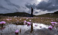 Yozgat'ta havanın ısınmasıyla açan çiçekler doğaya renk kattı