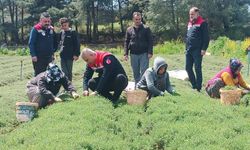 Altınözü’nde Zahter Hasadı Başladı: Bereketli Sezon Umudu
