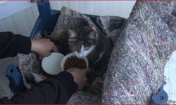 Su Kanalından Konteynere: Zeytin’in Umut Yolculuğu