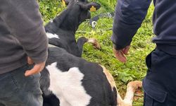 Hatay’da Gölette Mahsur Kalan Büyükbaş Kurtarıldı