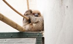 ABD'de 31 tembel hayvanın 'uygun koşullarda tutulmadıkları' için öldüğü bildirildi