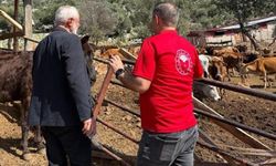 Adana'da 'Güney Sarısı' bereketi: Yerli ırk üreticinin yüzünü güldürüyor