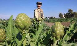 Akademisyen çiftçinin 7 yıl süren emekleriyle 120 dönüm alana yaydığı enginar üretiminde hasat başladı