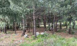 İskenderun’da Dehşet: Akrabalar Katletti, Altınları Sattı