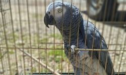 Antalya'da belgesiz papağan bulunduran işletme sahibine 15 bin TL ceza