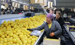 Bereketin Başkenti Hatay, İhracatta Türkiye’yi Sırtlıyor!