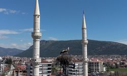 Burdur'da leylekler 30 yıldır aynı elektrik direğine yuva yapıyor