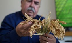 'Çeltiğin babası' kuraklığa ve hastalıklara dayanıklı 3 çeşit daha geliştirdi
