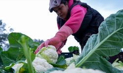 Çiftçilere 19,5 milyar lira tarımsal destekleme ödemesi bugün yapılacak