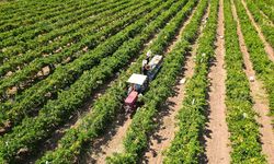 Çiftçilere yaklaşık 17,4 milyar lira tarımsal destekleme ödemesi bugün yapılacak