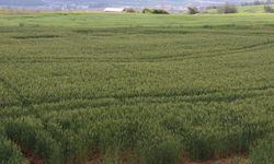 Çukurova'da çiftçiler artan yağışların etkisiyle buğdaydan yüksek verim bekliyor