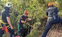 Dağlık alanda otlarken mağaraya düşen inek mağaraya inebilecek kasap bulunamayınca telef oldu