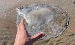 Arsuz Sahilini Deniz Anaları Bastı: Sakın Ellemeyin Uyarısı Geldi!