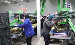 Elma diyarı Isparta'da kadınların paketleme tesislerindeki mesaisi sürüyor