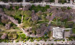 Gaziantep'te çiçek açan pavlonyalar parkları renklendirdi