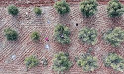 Güneydoğu'daki 9 ilin üretim çeşitliliğini artıracak yatırımlar teşviklerle ivme kazanacak