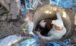 Hatay'da çukura düşen buzağıyı itfaiye kurtardı