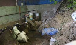 Hatay'da Heyelan: Ahırda Hayvanlar Mahsur Kaldı