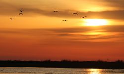 Hatay'da Milleyha Sulak Alanı Göçmen Kuşların Uğrak Noktası Oldu