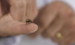 Hava sıcaklıklarının artmaya başlamasıyla 'kenelere karşı dikkat edin' uyarısı