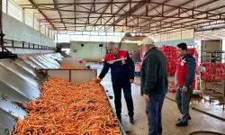 Hatay’da Havuç Üretim Tesisine İnceleme