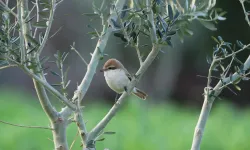 Hatay Semalarında Nadir Ziyaretçi ! Orta Asya'da Gelmiş