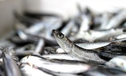 İstanbul'da mart ayında en çok hamsi tüketildi