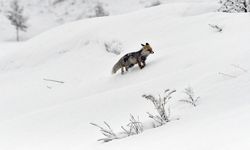 Kars ve Ardahan'da ilkbaharda kar etkili oldu