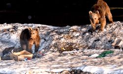 Kars'ta bozayılar kış uykusundan uyanmaya başladı