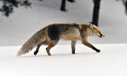 Kars'ta yaban hayvanları yiyecek ararken görüntülendi